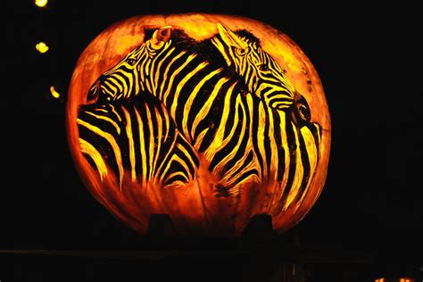 Mn zoo pumpkin. Things To Know About Mn zoo pumpkin. 